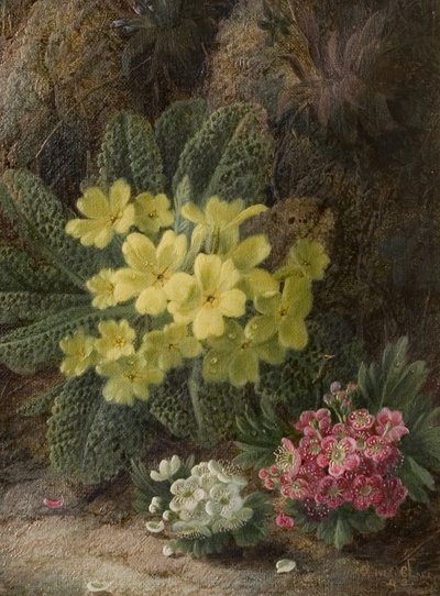 Primule, 1893 da Oliver Clare